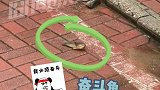 做鱼要有奋斗目标，要不然和咸鱼区别