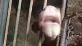 牛伸出舌头，自己将门锁给打开了