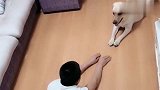 狗狗跟主人动作“神同步”，画面毫无违和感，到底是谁在模仿谁