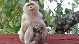 猴妈小猴仔逃避猴王追杀，几天没合眼，无奈屋顶睡觉