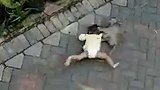 印尼猴子表演时突然发狂 拖行小孩数米