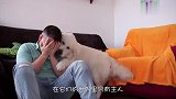 猫咪跟出差的主人视频，猫咪当场就哭了，场面令人感动！