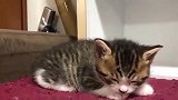 小奶猫嘴巴快跟地毯亲上了还在撑，就是不回窝里睡