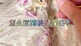玩到松鼠尾巴的秘诀！