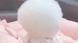 吃棉花长大的小可爱