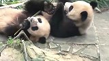熊猫：说好的情分呢？为了根竹子敢跟熊家作对