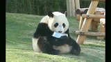 熊猫：吓我一跳，还以为你要抢我奶呢！