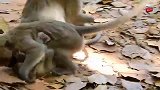 猴哥嫉妒猴妈对弟弟太好，居然跟猴妈打起来了