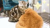 橘猫：我要不要翘个二郎腿享受着按摩仪，喵生巅峰