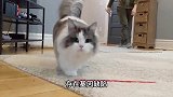 矮脚猫和折耳猫一样，也有问题