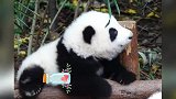 熊猫和花： 你们说，没事把围栏建那么高干嘛呢？