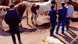 牛巴扎交易市场