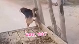 狗富贵，莫相忘