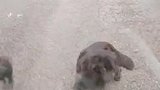 狗子我们就要在马路上玩，我看谁敢撞我们！