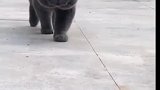 猫：看见我这气势没，赶紧把小鱼干交出来！