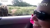 快看 车窗外小熊在跟人打招呼-真九尾狐