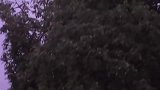 什么仇什么怨？雄狮上树追赶花豹