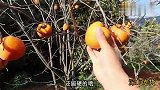 家里好多柿子，尝试做柿饼吧