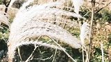 在漫长的光阴里，从容的老去，又何尝不是一种优雅。。。