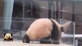 奶爸揪熊猫宝宝脑袋上的毛，小不点儿很不喜欢：别碰我！