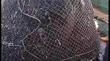 渔民打鱼把老龟打起来了，帮忙清理了背部寄生物