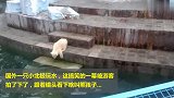 实拍小北极熊玩水，10秒过后，你就知啥叫熊孩子！