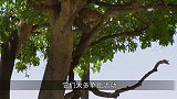 豹子看中了水中的鳄鱼，豹子与鳄鱼一战，镜头记录全过程！