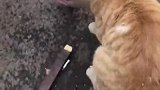 猫：主人我脑袋被卡住了，快帮我取出来！