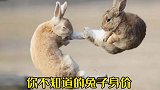 你不知道的兔子身价，萌宠兔