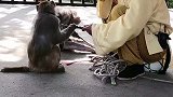 耍猴还是猴耍人