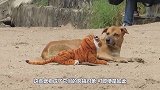 男子趁猪睡觉，将一只假老虎扔进猪圈，下一秒二师兄的反应太逗了