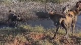 饿疯了的野狗六亲不认，连表亲鬣狗都不放过！在草原上横行无忌
