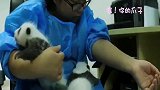 熊猫宝宝叫声二重奏，听听这奶声奶气的声音，太招人喜欢！