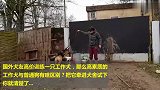 高价训练一只工作犬，把它牵进犬舍一刻，你就知值不值了！