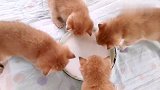 小奶猫吃饱后都做什么？主人好奇围观，立马沦陷了