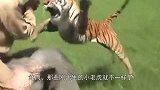小白虎不肯回家，虎妈一声吼叫吓到腿软，这反应我要看上十几遍！