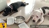 比特犬生肉大餐，上等生牛腰肉搭配鸭脖子套餐！地板都舔干净