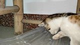 贪玩的小奶猫