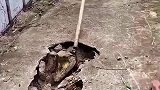 下水道挖出一了只鳄鱼