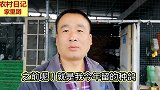 鸽子分公母和人工配对的技巧，大哥最常用的就是这一招