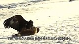 胡狼死死咬住秃鹤，秃鹤张开翅膀想逃走，镜头记录全过程