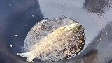 炸鱼名场面，没想到结果