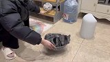 主人和猫咪日常玩耍