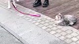 猫：怎么的，还想打架！