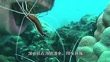 潜水员刚张开嘴，几只“生物”立马钻入，开始埋头苦干！