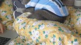 想带唐伯虎去摆摊儿，我卖烤串它卖艺！戏精 猫 摆摊