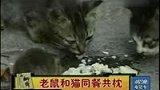 两猫咪吃饭畏畏缩缩 遭老鼠驱赶-7月13日