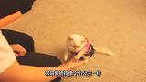 猫咪跟主人握手之后，主人就会给猫咪食物，主人的举动十分有爱