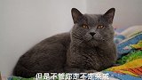 年轻人不想走亲戚只想躺吃有错吗？铲屎官家的猫咪是这样回答的
