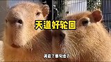 天道好轮回，苍天饶过谁